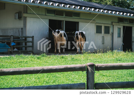 [Uda Animal Park] Adorable cows 129929628