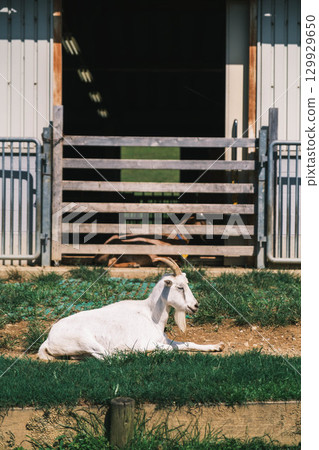 [宇陀動物公園] 可愛的山羊 129929650