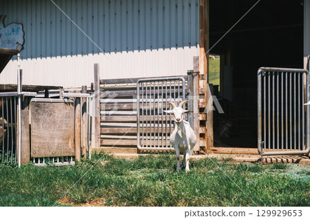 [Uda Animal Park] Adorable goats 129929653