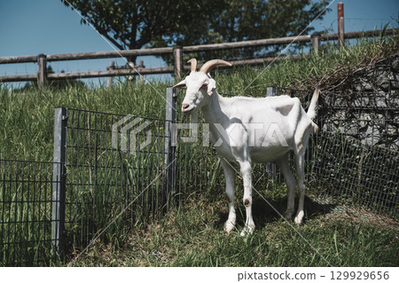 [宇陀動物公園] 可愛的山羊 129929656