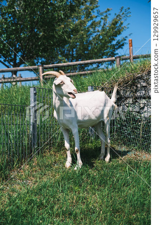 [Uda Animal Park] Adorable goats 129929657