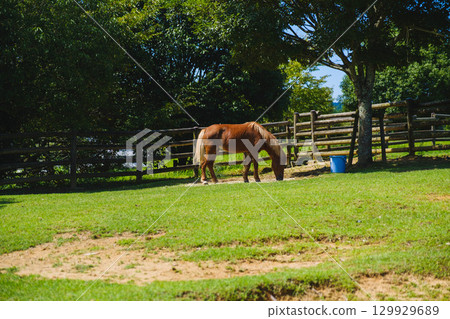 [Uda Animal Park] Adorable ponies 129929689