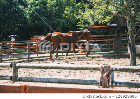 [Uda Animal Park] Cool Horses 129929696