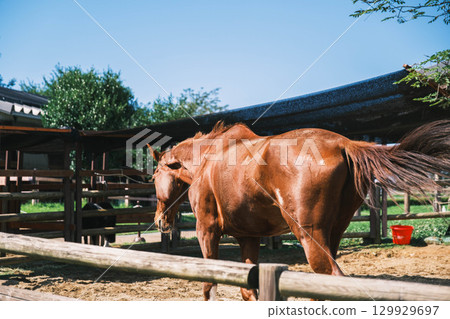 [宇陀動物公園] 酷馬 129929697