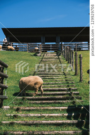 【宇陀動物公園】可愛綿羊自由自在的風景 129929708