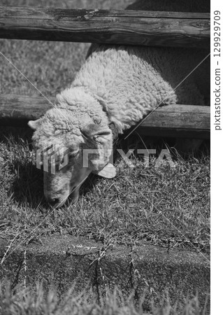 【宇陀動物公園】可愛綿羊自由自在的風景 【宇陀動物公園】可愛綿羊自由自在的風景 129929709
