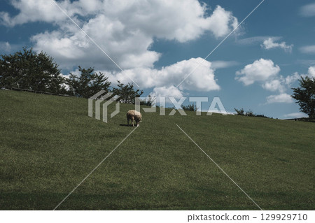 【宇陀動物公園】可愛綿羊自由自在的風景 129929710