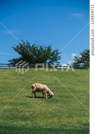 【宇陀動物公園】可愛綿羊自由自在的風景 129929711