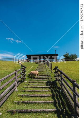 [Uda Animal Park] A landscape of adorable sheep living freely 129929713