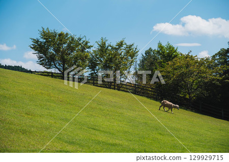 【宇陀動物公園】可愛綿羊自由自在的風景 129929715