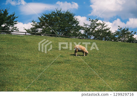 【宇陀動物公園】可愛綿羊自由自在的風景 129929716