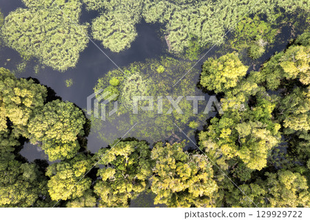 Florida wetlands with water between green wild vegetation. Tropical ecosystem at sunset 129929722