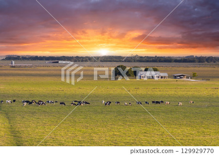 Organic milk and beef production. Small family business of free range cows grazing on green farm pasture. Feeding of cattle on farmland grassland 129929770