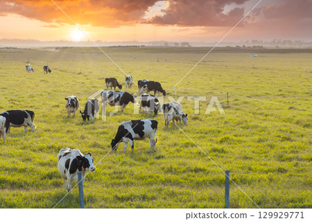 Organic milk and beef production. Free range cows grazing on green farm pasture. Feeding of cattle on farmland grassland 129929771