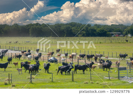 Herd of dairy cattle grazing in pasture field. Milk cows on green farm grassland in Florida 129929776