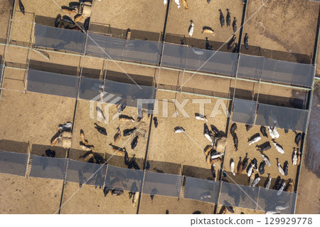 Cow feed lot with meat cows. Cattle stockyard on farm in USA 129929778