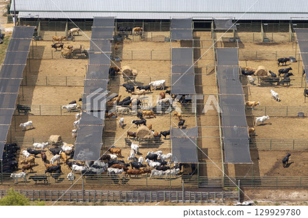 Cattle stockyard with meat cows. Feeding of livestock on farm feedlot in Florida rural area 129929780