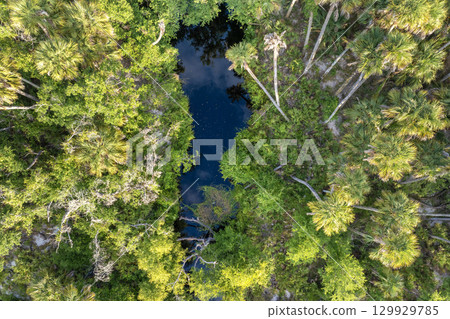 Florida wetlands nature from above. Jungles with palm trees and tropical vegetation in southern USA 129929785