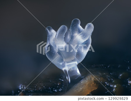 Coral slime mold - Ceratiomyxa fruticulosa 129929829