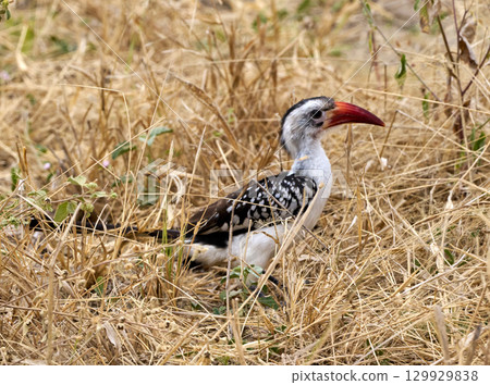塔蘭吉雷國家公園的紅嘴犀鳥（正在草地上行走） 129929838
