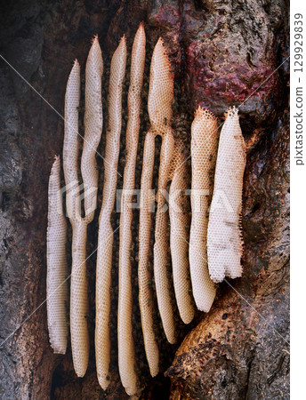 樹上的蜂巢 樹上的蜂巢 129929839