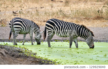 塔蘭吉雷國家公園的斑馬（一群在水邊喝水） 129929840