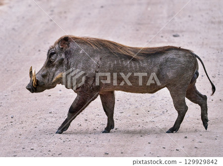 Warthog crossing the road in Tarangire National Park 129929842