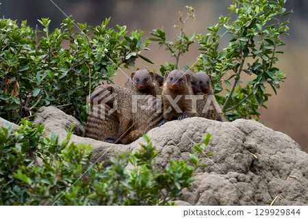 Mongooses in Tarangire National Park (huddled together) Mongooses in Tarangire National Park (huddled together) 129929844