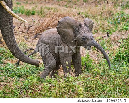 Baby elephants at Lake Manyara (running around energetically) 129929845