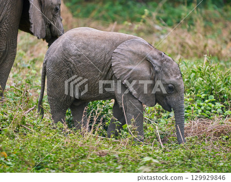 曼雅拉湖的小象（穿過草地） 129929846