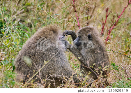Baboons at Lake Manyara (parent and child grooming each other) Baboons at Lake Manyara (parent and child grooming each other) 129929849