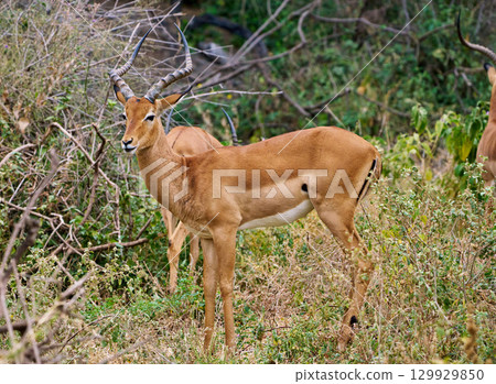 曼雅拉湖黑斑羚（長著令人印象深刻的角） 129929850