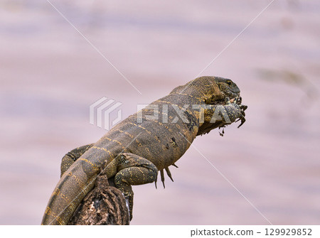 Nile monitor lizard at Lake Manyara Nile monitor lizard at Lake Manyara 129929852