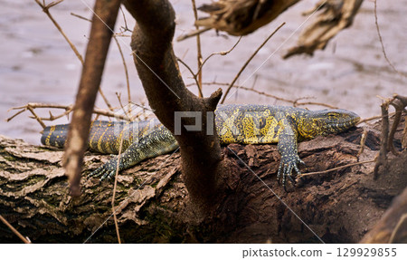 曼雅拉湖的尼羅河巨蜥（在一棵倒下的樹上休息） 129929855