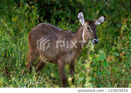 Bushbuck (grazing) on Lake Manyara 129929856