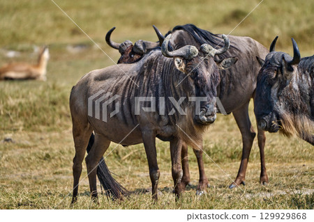 The majestic profile of a wildebeest and the tranquility of the grassland The majestic profile of a wildebeest and the tranquility of the grassland 129929868