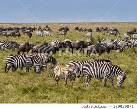 Zebras flocking on the grassland Zebras flocking on the grassland 129929871