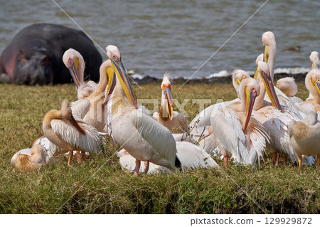 鵜鶘和河馬聚集在湖邊(恩戈羅恩戈羅) 鵜鶘和河馬聚集在湖邊(恩戈羅恩戈羅) 129929872
