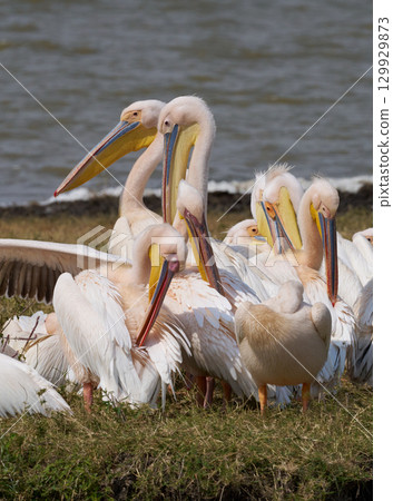 A gathering of pink pelicans A gathering of pink pelicans 129929873