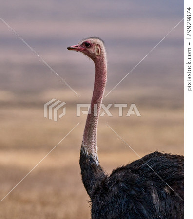 鴕鳥警覺地伸著脖子（恩戈羅恩戈羅） 129929874