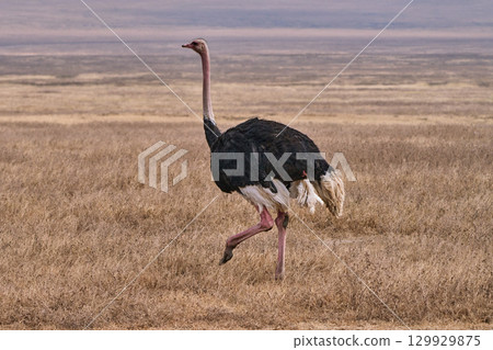 一隻鴕鳥穿過恩戈羅恩戈羅平原 129929875