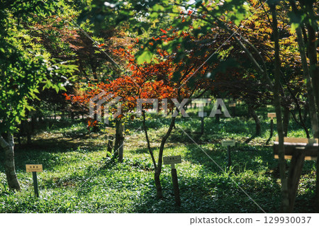 【奈良楓葉村平良】舊宇多小學的風景 【奈良楓葉村平良】舊宇多小學的風景 129930037