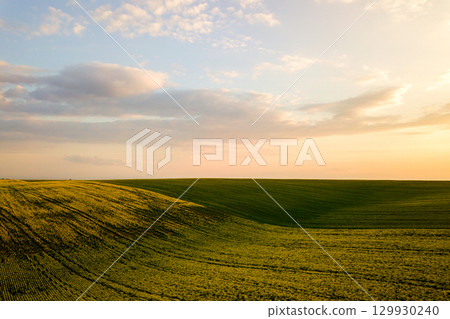 Aerial view of bright green agricultural farm field with growing rapeseed plants at sunset. 129930240