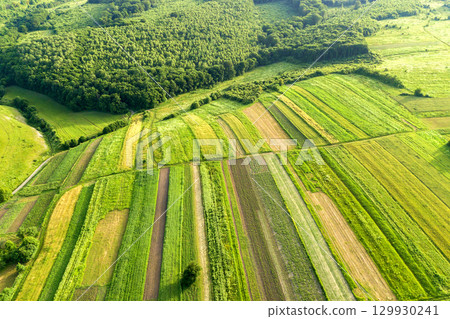 Aerial view of green agricultural fields in spring with fresh vegetation after seeding season on a warm sunny day. 129930241
