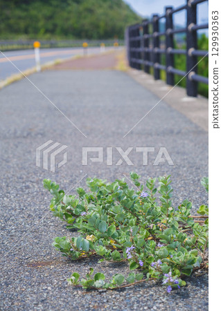 [Hakuto Coast] Coastal road and beautiful scenery of the Sea of Japan, with lovely wildflowers 129930363