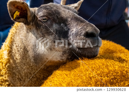 Sheep at the Meenacross Agricultural Show in Ireland 129930628