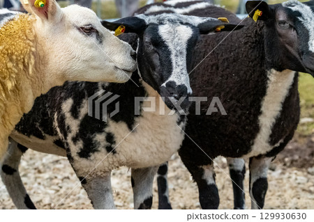 Sheep at the Meenacross Agricultural Show in Ireland 129930630