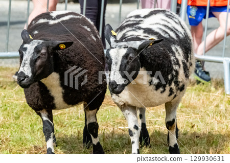 Sheep at the Meenacross Agricultural Show in Ireland Sheep at the Meenacross Agricultural Show in Ireland 129930631