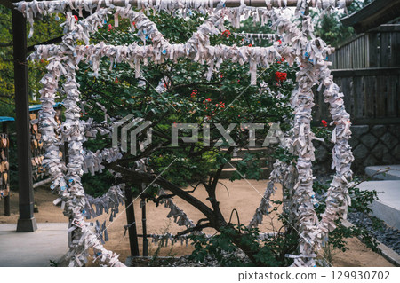 [Hakuto Shrine] A historic shrine in Tottori, with an object with fortune slips tied to it 129930702