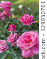 盛開的粉紅玫瑰花朵 129930761